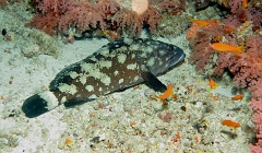 Velidhu - 2013_03_13 - IMG_0621rf_Merou tapis - Epinephelus macrospilos_Nika point_Plongee